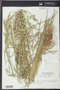 Bromus commutatus image