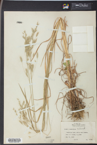 Bromus commutatus image