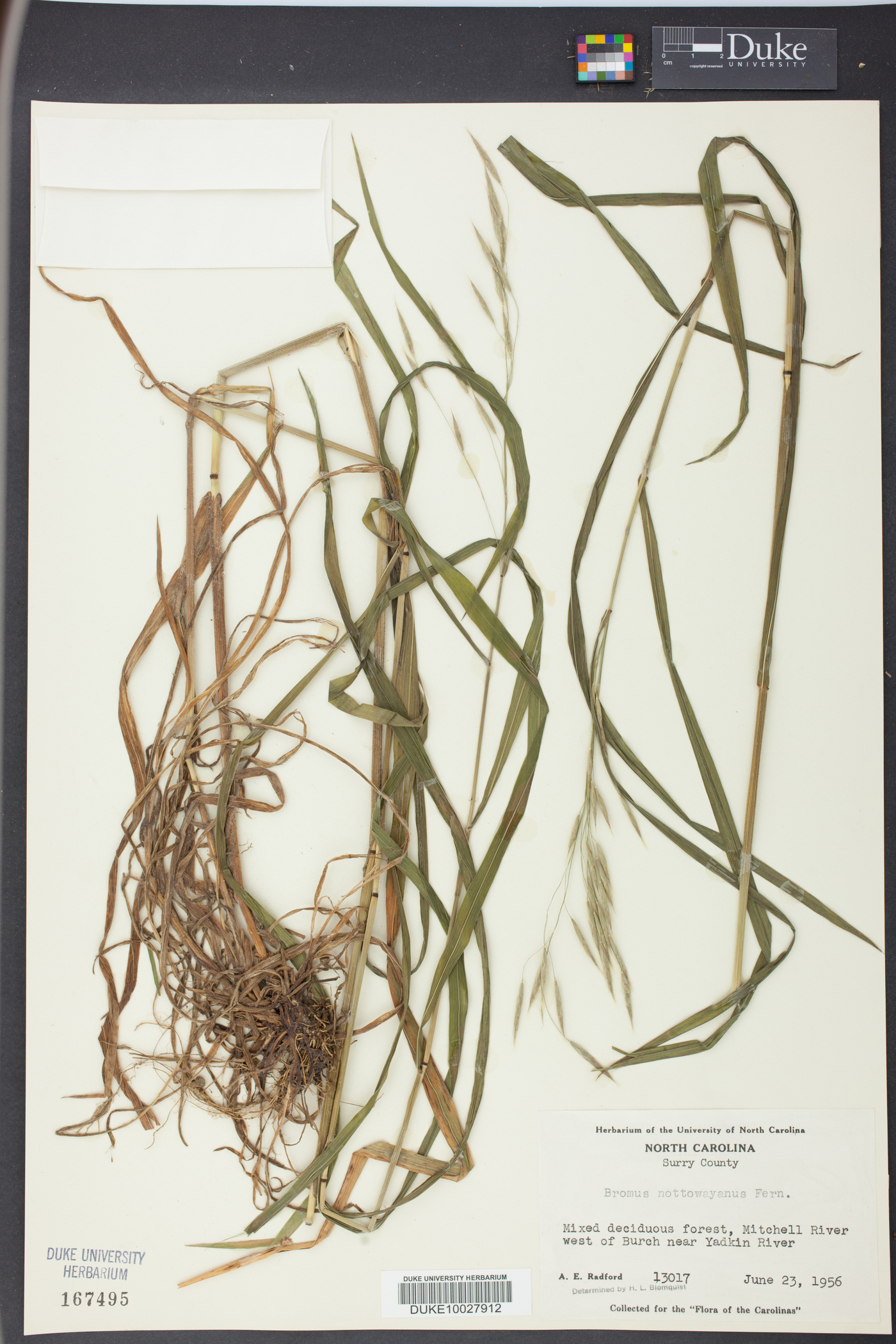 Bromus nottowayanus image