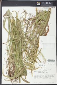 Bromus pubescens image