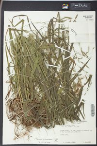 Bromus pubescens image