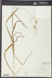 Bromus pubescens image