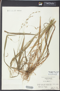 Bromus pubescens image