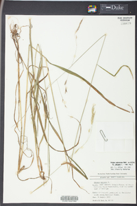 Bromus pubescens image