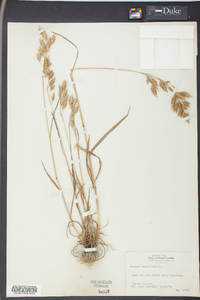 Bromus secalinus image