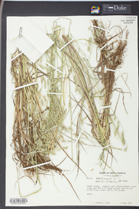 Bromus secalinus image