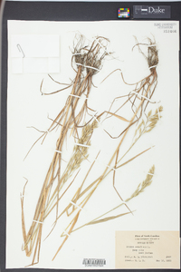 Bromus secalinus image