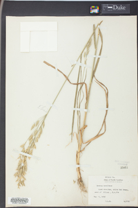 Bromus secalinus image