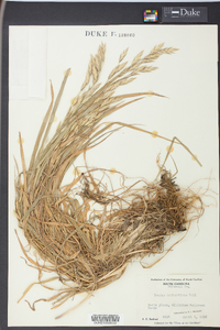 Bromus catharticus image