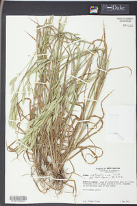 Bromus catharticus image