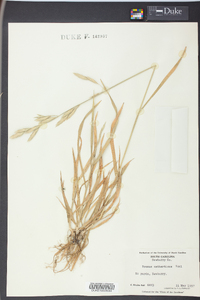 Bromus catharticus image