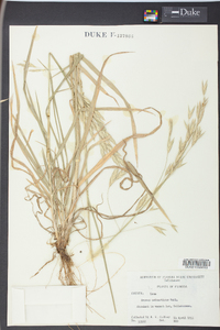 Bromus catharticus image