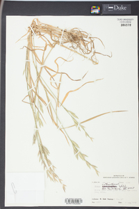 Bromus catharticus image