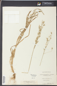 Bromus commutatus image