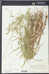 Bromus commutatus image