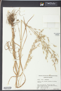 Bromus commutatus image