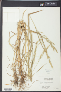 Bromus commutatus image