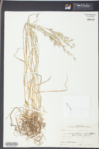 Bromus commutatus image