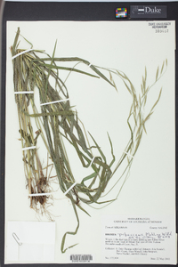 Bromus pubescens image