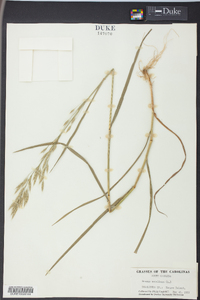 Bromus secalinus image