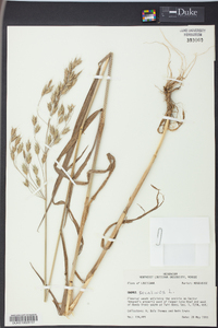 Bromus secalinus image