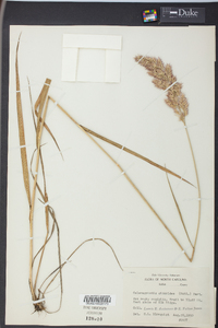 Calamagrostis cinnoides image