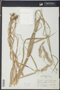 Calamagrostis cinnoides image