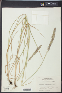 Calamagrostis cinnoides image