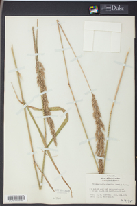 Calamagrostis cinnoides image