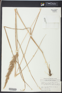 Calamagrostis cinnoides image