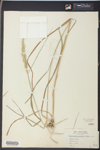 Calamagrostis cinnoides image