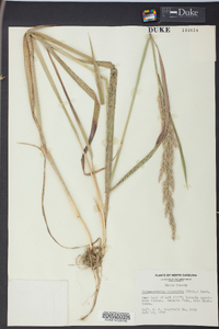 Calamagrostis cinnoides image