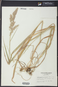 Calamagrostis cinnoides image