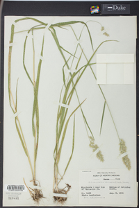 Calamagrostis cinnoides image