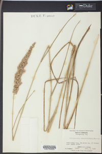 Calamagrostis cinnoides image