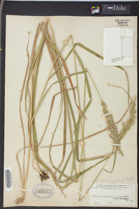 Calamagrostis cinnoides image