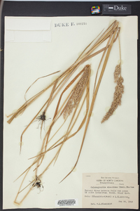 Calamagrostis cinnoides image