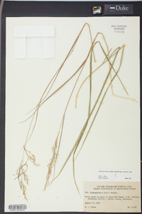 Calamagrostis cainii image