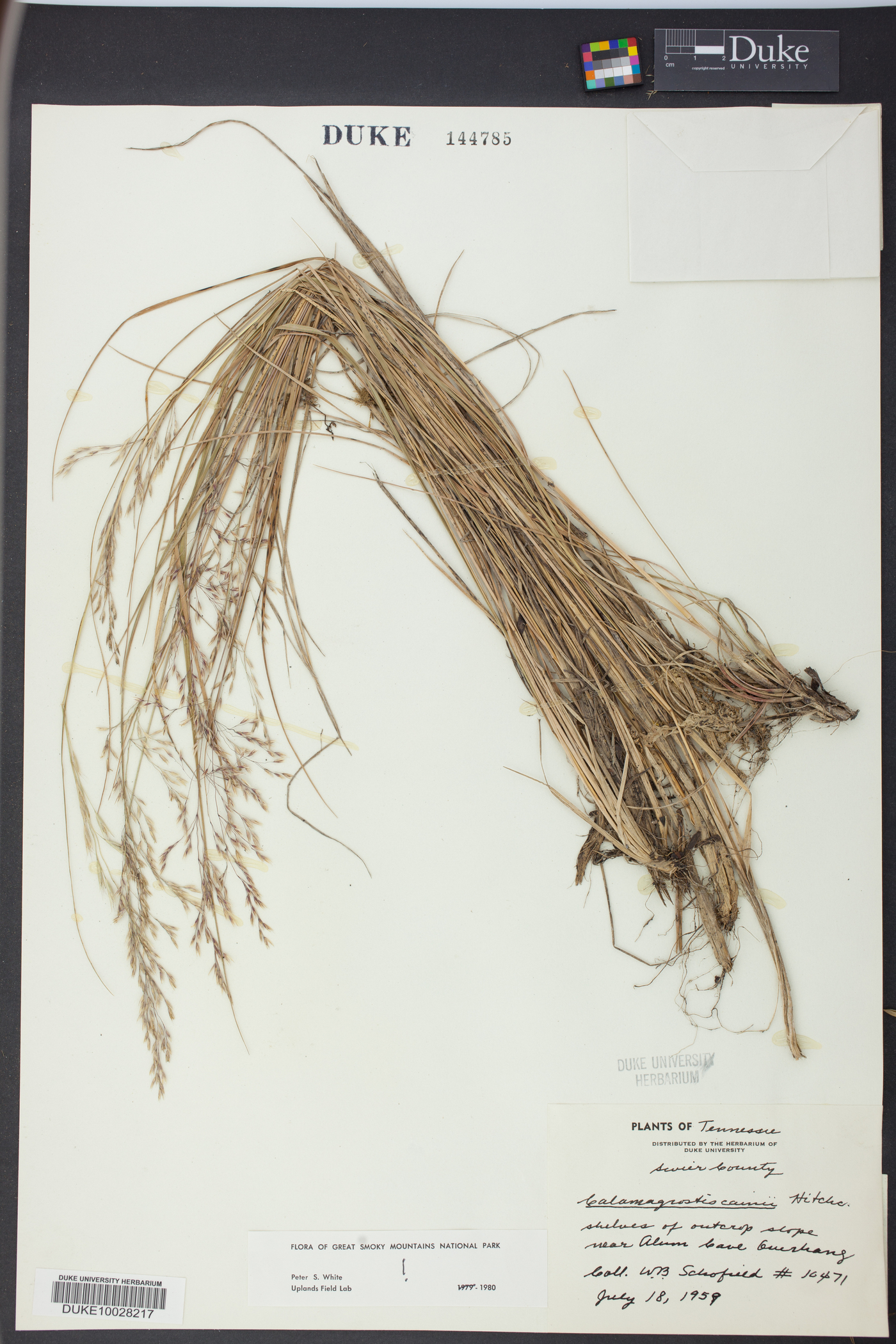 Calamagrostis cainii image