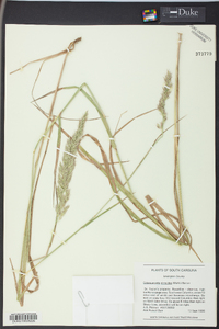 Calamagrostis cinnoides image