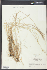 Deschampsia flexuosa image