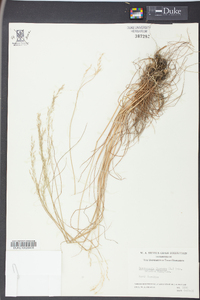 Deschampsia flexuosa image