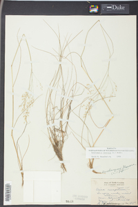 Deschampsia flexuosa image