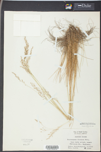 Deschampsia flexuosa image