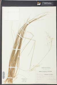 Deschampsia flexuosa image