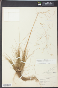 Deschampsia flexuosa image