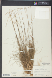 Deschampsia flexuosa image