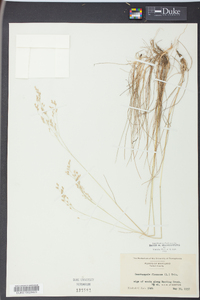 Deschampsia flexuosa image