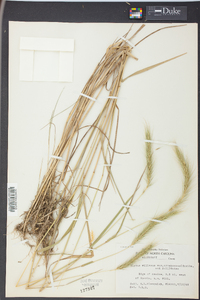 Elymus villosus image