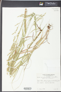 Lolium arundinaceum image